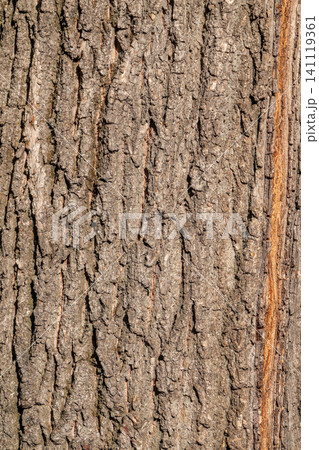 Bark texture and background of a old tree trunk. Detailed bark texture. Bark texture and background of a old tree trunk. Detailed bark texture. 141119361