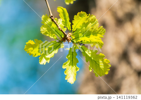 Green oak leaves background. Plant and botany nature texture. green oak leaves in woods Green oak leaves background. Plant and botany nature texture. green oak leaves in woods 141119362