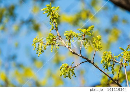 Green oak leaves background. Plant and botany nature texture. green oak leaves in woods Green oak leaves background. Plant and botany nature texture. green oak leaves in woods 141119364