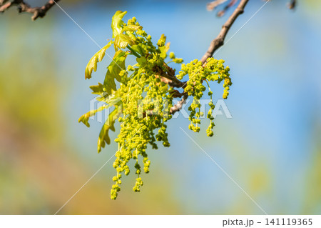 Green oak leaves background. Plant and botany nature texture. green oak leaves in woods Green oak leaves background. Plant and botany nature texture. green oak leaves in woods 141119365