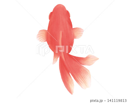 水彩風のシンプルでかわいい金魚 水彩風のシンプルでかわいい金魚 141119813