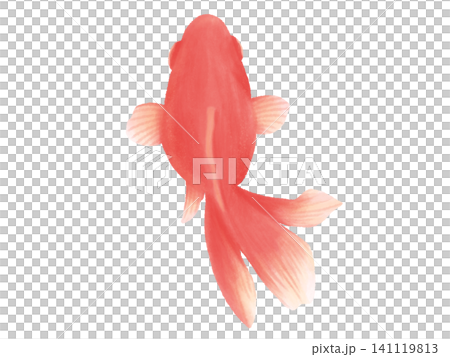水彩風のシンプルでかわいい金魚 水彩風のシンプルでかわいい金魚 141119813