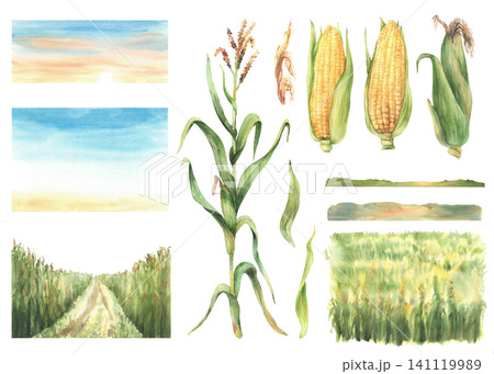 Field of corn with corn cobs and plant landscape set. Farmers agricultural field with maize harvest with sunset or sunrise sky. Farm nature view elements. Hand drawn illustration isolated from Field of corn with corn cobs and plant landscape set. Farmers agricultural field with maize harvest with sunset or sunrise sky. Farm nature view elements. Hand drawn illustration isolated from 141119989