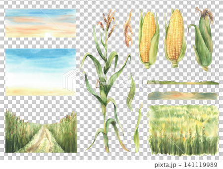 Field of corn with corn cobs and plant landscape set. Farmers agricultural field with maize harvest with sunset or sunrise sky. Farm nature view elements. Hand drawn illustration isolated from Field of corn with corn cobs and plant landscape set. Farmers agricultural field with maize harvest with sunset or sunrise sky. Farm nature view elements. Hand drawn illustration isolated from 141119989