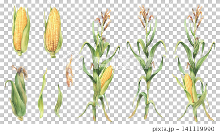 Corn plant set. Golden maize plant with stalk, corncob, flowers and green leaves and husks. Watercolor Realistic hand painting isolated on white background illustration for food, agricultural product. Corn plant set. Golden maize plant with stalk, corncob, flowers and green leaves and husks. Watercolor Realistic hand painting isolated on white background illustration for food, agricultural product. 141119990