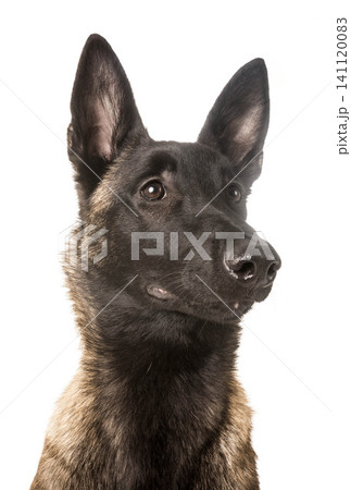 belgian shepherd malinois belgian shepherd malinois 141120083