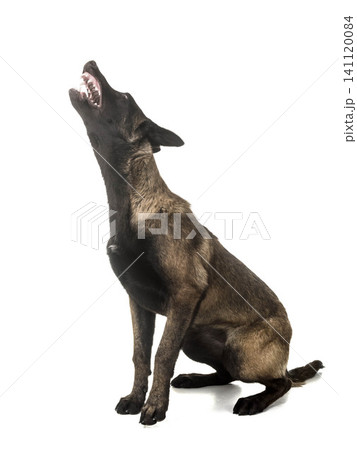belgian shepherd malinois belgian shepherd malinois 141120084