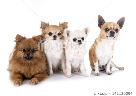 chihuahuas and spitz in studio 141120094
