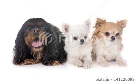 cavalier king charles and chihuahuas cavalier king charles and chihuahuas 141120098