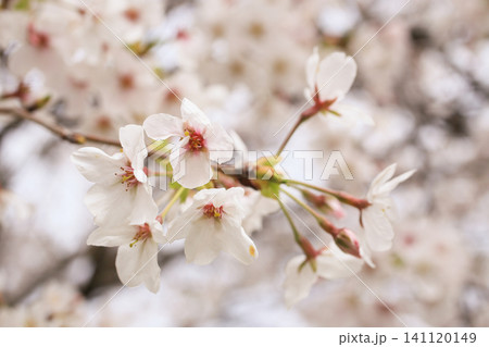 満開の桜 141120149