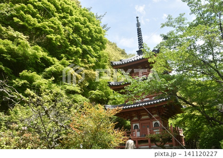 京都・三室戸寺 京都・三室戸寺 141120227