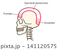 解剖図・前頭筋と帽状腱膜および後頭筋の位置関係を示したイラスト 141120575