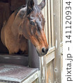 伊勢神宮の守り馬 141120934