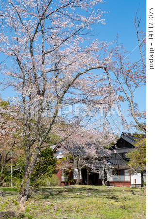 月照寺 旧本堂跡と桜 島根県松江市外中原町 月照寺 旧本堂跡と桜 島根県松江市外中原町 141121075