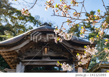 月照寺の桜と治郷公御廟門 島根県松江市外中原町 月照寺の桜と治郷公御廟門 島根県松江市外中原町 141121093