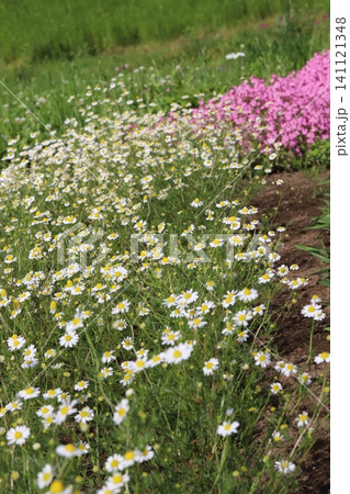 春の公園に咲く白いカモミールの花とピンク色のフクロナデシコの花 春の公園に咲く白いカモミールの花とピンク色のフクロナデシコの花 141121348