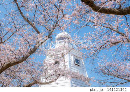 境台場公園の桜と灯台 鳥取県境港市花町 境台場公園の桜と灯台 鳥取県境港市花町 141121362