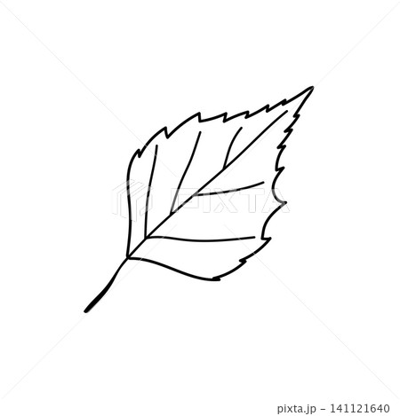 Birch leaf vector hand drawn line art outline graphic isolated on white background Birch leaf vector hand drawn line art outline graphic isolated on white background 141121640