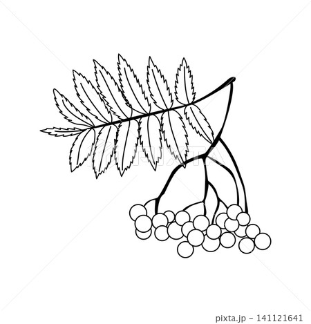 Rowan branch with berries and leaves hand drawn vector line art outline isolated on white Rowan branch with berries and leaves hand drawn vector line art outline isolated on white 141121641