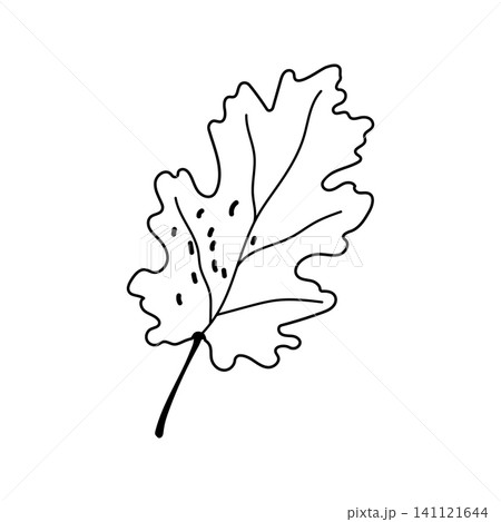 Oak leaf vector hand drawn line art outline graphic isolated on white background 141121644