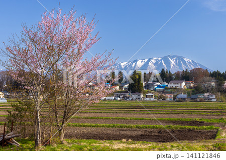 岩手県岩手郡雫石町下久保 さくらの名所雫石川園地の田畑の桜と残雪の岩手山 岩手県岩手郡雫石町下久保 さくらの名所雫石川園地の田畑の桜と残雪の岩手山 141121846