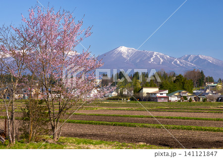 岩手県岩手郡雫石町下久保　さくらの名所雫石川園地の田畑の桜と残雪の高倉山雫石スキー場 141121847