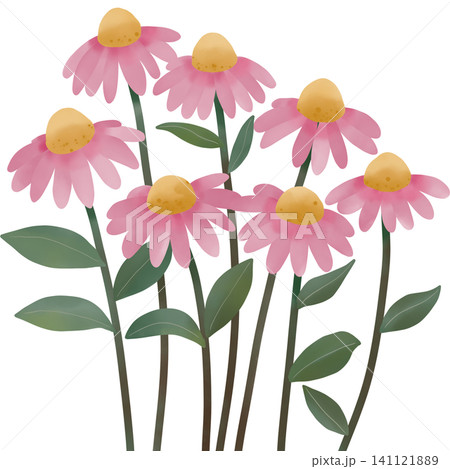 Watercolor illustration of pink daisy flowers with soft petals and golden centers. 141121889