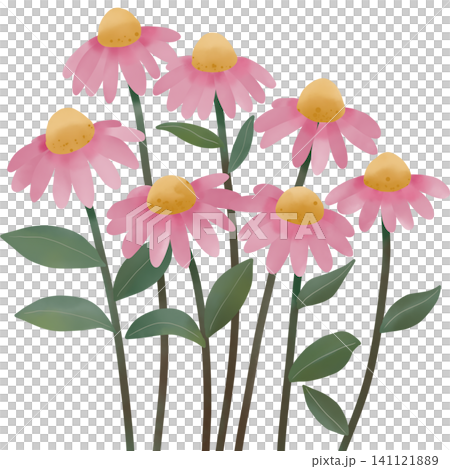 Watercolor illustration of pink daisy flowers with soft petals and golden centers. Watercolor illustration of pink daisy flowers with soft petals and golden centers. 141121889