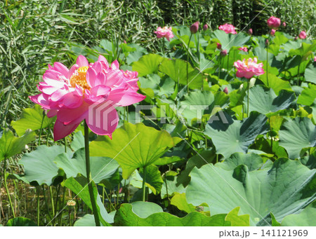ハスの花 ハスの花 141121969