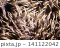アート的な背景素材 141122042