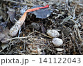 キツネノタイマツ　独特な形状をしたキノコ 141122043