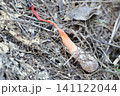 キツネノタイマツ　独特な形状をしたキノコ 141122044