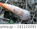 キツネノタイマツ　独特な形状をしたキノコ 141122045