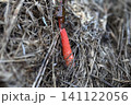 キツネノタイマツ　独特な形状をしたキノコ 141122056