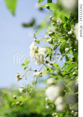青空を背景に咲き誇る白くて可憐なモッコウバラの花 青空を背景に咲き誇る白くて可憐なモッコウバラの花 141122262