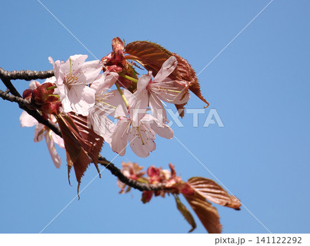 満開のエゾヤマザクラの花 満開のエゾヤマザクラの花 141122292