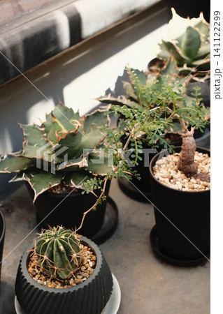 コンクリートに並べられた多肉植物やサボテンの鉢植え コンクリートに並べられた多肉植物やサボテンの鉢植え 141122299