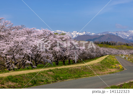 岩手県岩手郡雫石町根堀 さくらの名所雫石川園地のソメイヨシノ桜並木と残雪の山々の景色 岩手県岩手郡雫石町根堀 さくらの名所雫石川園地のソメイヨシノ桜並木と残雪の山々の景色 141122323