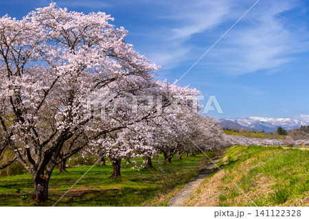 岩手県岩手郡雫石町根堀 さくらの名所雫石川園地のソメイヨシノ桜並木と残雪の山々の景色 岩手県岩手郡雫石町根堀 さくらの名所雫石川園地のソメイヨシノ桜並木と残雪の山々の景色 141122328