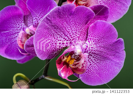 Beautiful Purple Phalaenopsis Orchid Flowers Blooming On Green Background Beautiful Purple Phalaenopsis Orchid Flowers Blooming On Green Background 141122353