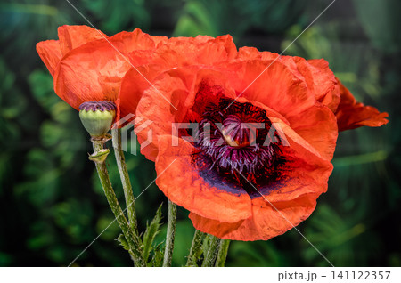 Beautiful Red Poppy Flowers Blooming in Sunny Green Garden Beautiful Red Poppy Flowers Blooming in Sunny Green Garden 141122357