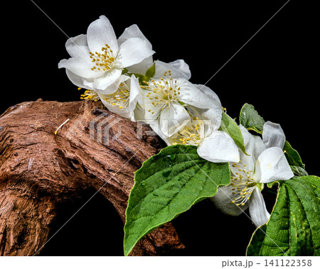 White Jasmine Flowers on Textured Wooden Snag Isolated on Black White Jasmine Flowers on Textured Wooden Snag Isolated on Black 141122358