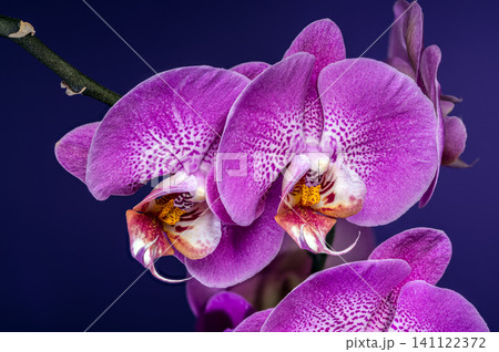 Beautiful Purple Phalaenopsis Orchid Flowers Blooming On Dark Background Beautiful Purple Phalaenopsis Orchid Flowers Blooming On Dark Background 141122372