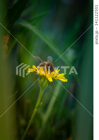 Honey bee covered with yellow pollen collecting nectar from dandelion flower. Environment ecology sustainability. Copy space Honey bee covered with yellow pollen collecting nectar from dandelion flower. Environment ecology sustainability. Copy space 141122501