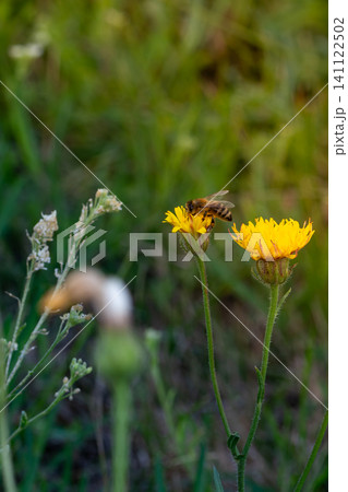 Honey bee covered with yellow pollen collecting nectar from dandelion flower. Environment ecology sustainability. Copy space Honey bee covered with yellow pollen collecting nectar from dandelion flower. Environment ecology sustainability. Copy space 141122502
