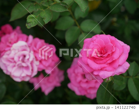 ピンクのバラ ピンクローズ ピンクの薔薇 141122740