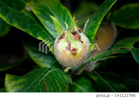 Unripe medlar fruit on tree branch. Unripe medlar fruit on tree branch. 141122766