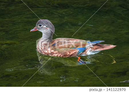 Female mandarin duck swimming in the green water Female mandarin duck swimming in the green water 141122970