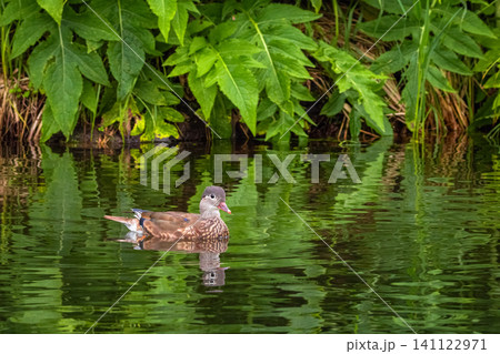 A female mandarin duck (Aix galericulata) swims peacefully in calm water near a lush green riverbank A female mandarin duck (Aix galericulata) swims peacefully in calm water near a lush green riverbank 141122971