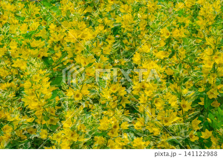 Abstract natural background with yellow flowers, multiexposure. Abstract natural background with yellow flowers, multiexposure. 141122988